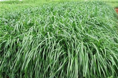 羊的優(yōu)質(zhì)牧草品種與飼料選擇指南
