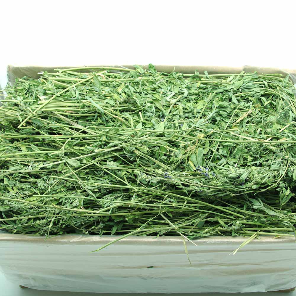 2023年新草紫花苜蓿干草 兔子、龍貓、豚鼠的理想飼料牧草之選
