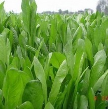 鮮草與牧草全解析 最新產(chǎn)品參考與飼料應(yīng)用指南