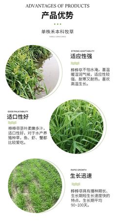 棒棒草種子耐寒水草冬季水稗草菵米優(yōu)良飼料食用養(yǎng)魚養(yǎng)蝦菵草